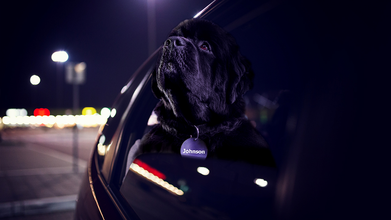 can dogs have night blindness